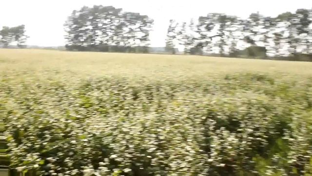 Выращиваем гречиху для И-МНЕ! смотреть онлайн