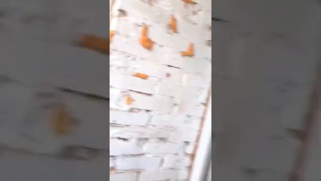 Цветущий сад на балконе Доры Люкс(музыка Доры Люкс) Любовь Матушки Природы #доралюкс #doralux смотреть онлайн