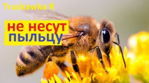 #пчёлы. Ранней весной не хотят носить пыльцу. Пора паниковать, или это нормально ?