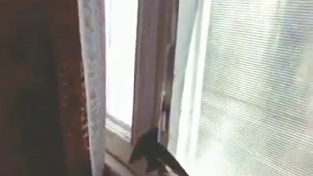 Спасение стрижа смотреть онлайн
