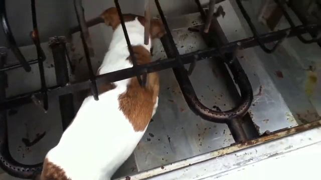 Automatic 'spit' cleaning machine смотреть онлайн