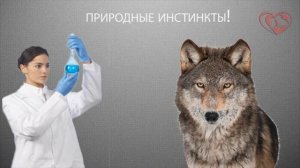 Факты о собаках. Почему перед смертью собака убегает из дома?