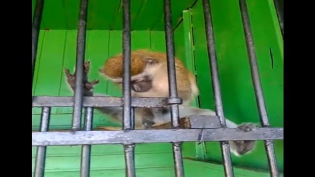 Зоопарк в ТОЛЬЯТТИ (Моё видео) смотреть онлайн