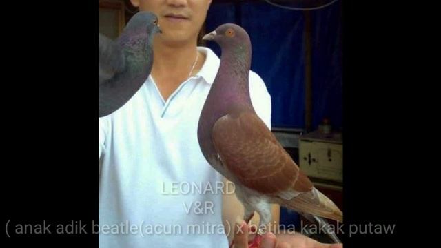 MENGENAL BURUNG MERPATI BALAP LEGENDARIS (PART 1)
