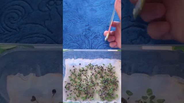 Микрозелень базилик микс за 10 дней. смотреть онлайн