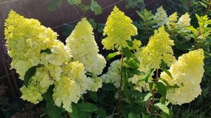 Метельчатая гортензия Полар Бир