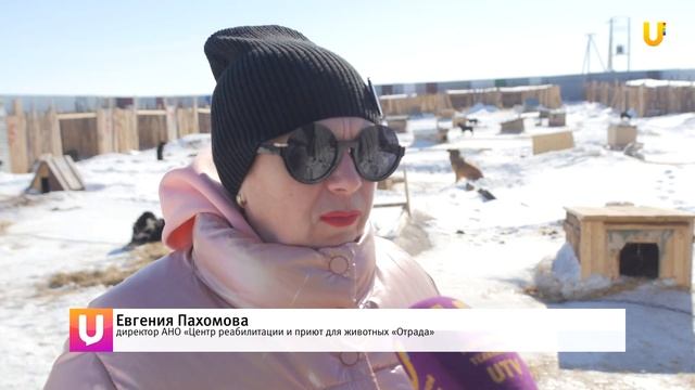 Более 250 животных в «Отраде» ждут помощи. Как устроена деятельность приюта и чем можно помочь? смотреть онлайн