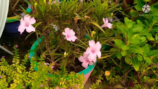 Cuphea Hyssopifolia//Mexican Heather plant How to grow and care смотреть онлайн