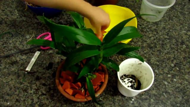 REPLANTE DE MINI DENPHAL EM VASO DE BARRO COM CAQUINHOS DE TIJOLOS🥰💥 смотреть онлайн