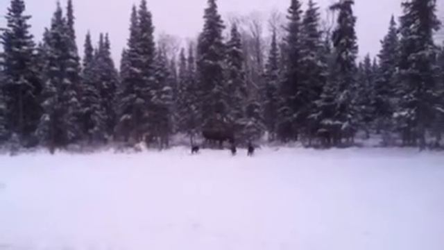 Ч II. Бойка - американка. смотреть онлайн