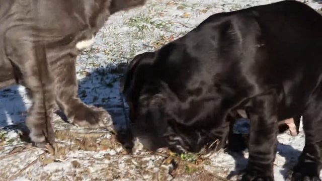 Мастино Наполетано смотреть онлайн