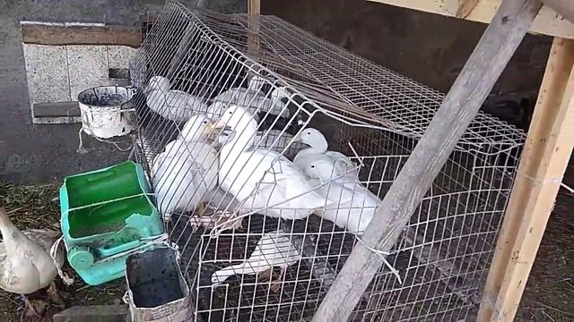 Клетка для откорма утят, устройство.