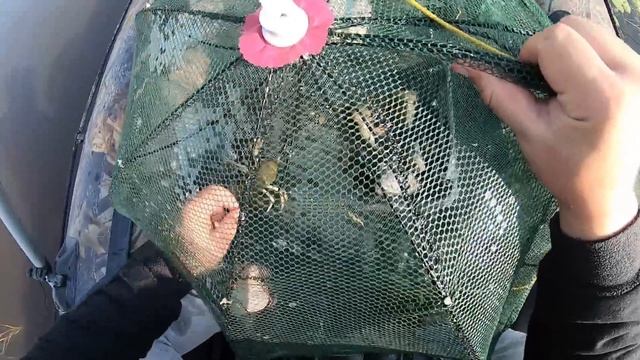 ОТКУДА В ЭТОМ РУЧЬЕ ТАКИЕ КРУПНЫЕ РАКИ? ОЧЕРЕДНАЯ ПРОВЕРКА КИТАЙСКИХ РАКОЛОВОК. РАК НА ЧЕСНОК и РЫБ смотреть онлайн