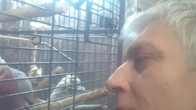 Розовый какаду говорит