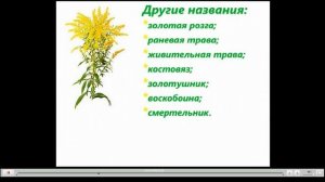 Золотарник Полезные свойства