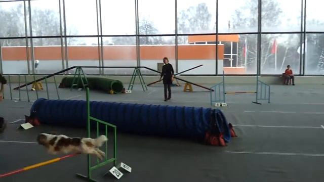 Кубок Мэра 2012 Аджилити смотреть онлайн