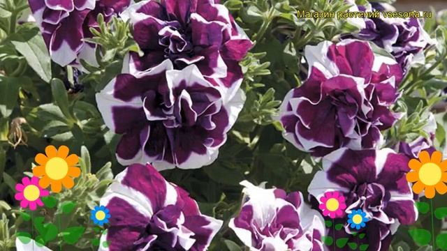 Петуния гибридная крупноцветковая Тумбелина Дэмсон Риппл. Обзор petunia Tumbelina Damson Ripple смотреть онлайн
