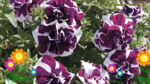 Петуния гибридная крупноцветковая Тумбелина Дэмсон Риппл. Обзор petunia Tumbelina Damson Ripple