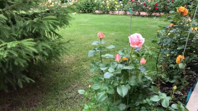 РОЗЫ TANTAU. ГЕРМАНИЯ ?? смотреть онлайн