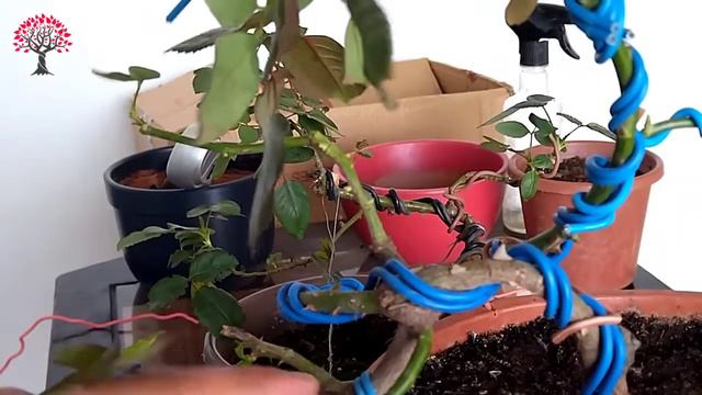 TAILLE DU ROSIER PRÉ BONSAÏ(la taille d'automne) смотреть онлайн