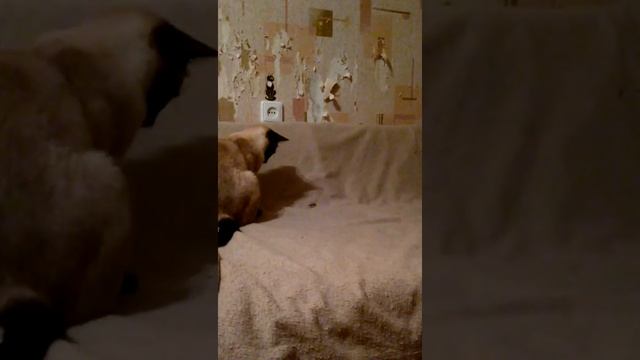 Майские жуки детям не игрушки смотреть онлайн