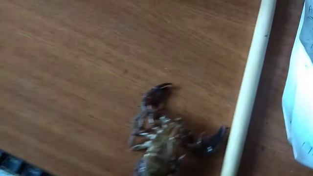 Скорпион Heterometrus Spinifer повзрослел. Рассуждения о поле скорпиона смотреть онлайн