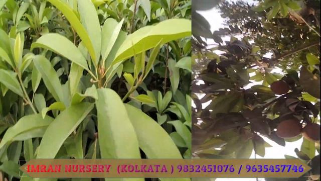 THERE ARE THAI CHIKU TREES || ALL KINDS OF CHIKU TREES ARE AVAILABLE AT IMRAN NURSERY || 9832451076 смотреть онлайн