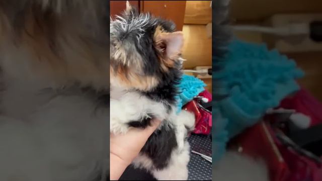 милый мальчик смотреть онлайн