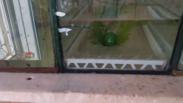 Новости с рыборазводни. Почему гибнет неон?! Сомик Золотистый нашел новое место для икрометания)))) смотреть онлайн