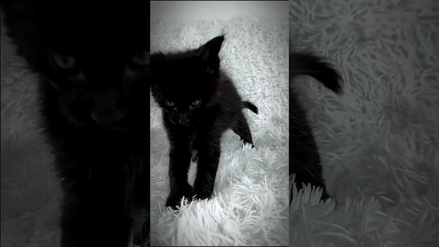 котенок Мейн кун смотреть онлайн
