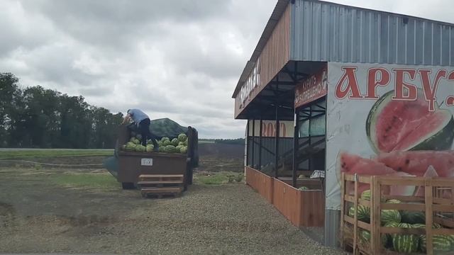Шок! Самые вкусные арбузы в Краснодарском Крае!!! смотреть онлайн