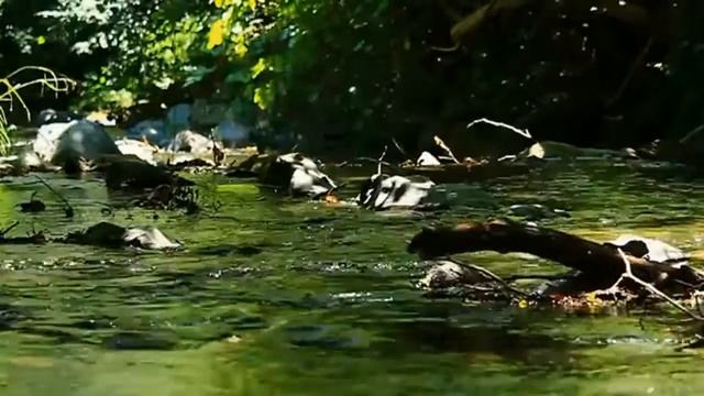 Шум ручья в лесу. Журчание воды. Звуки природы для релаксации. Nature sounds for relaxation смотреть онлайн