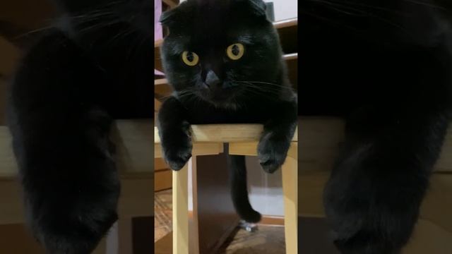 Вот так мой кот сидит на стуле. Черный шотландский вислоухий смотреть онлайн