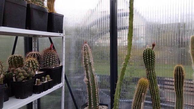 Зачем черенковать кактусы.Воздушные корешки на теле кактусов.Kakteen.