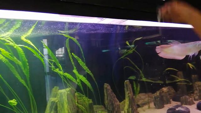 Сребърни аровани смотреть онлайн