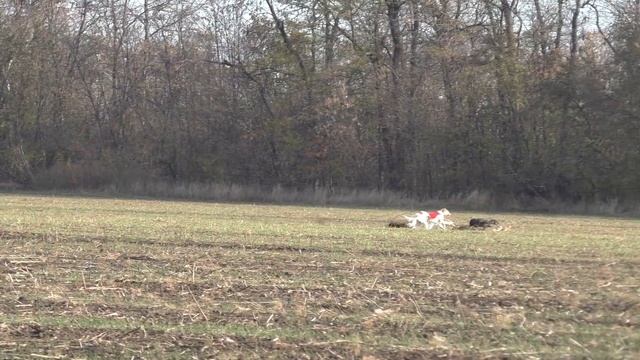 Скачка пары русских псовых борзых с подпуском черного грейхаунда смотреть онлайн