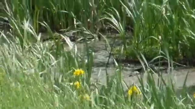 Лето не за горами смотреть онлайн