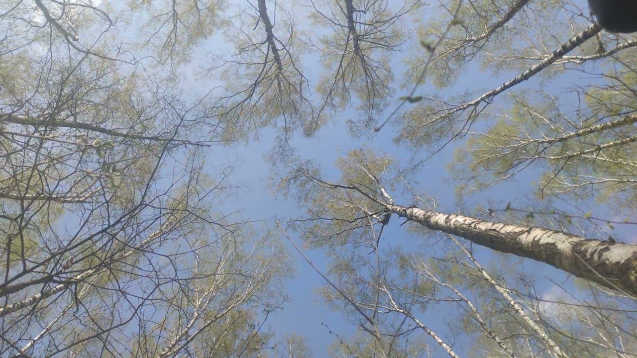 2/3 видео. Суббота, 7 мая, я вышел в лес погулять. Потом как-нибудь склею видос с фоточками. смотреть онлайн