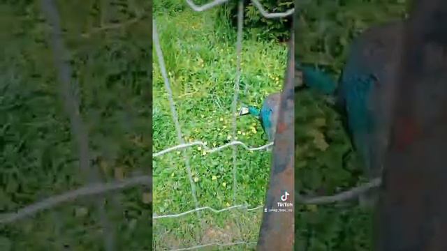 Парк Птиц. Необыкновенный Павлин. Красивые Птицы.