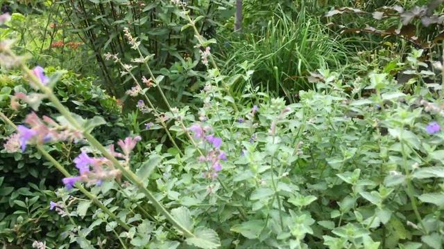 Летняя обрезка Шалфея Карадонна и Котовника Фассена