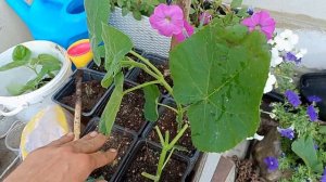 Черенкование Павловнии Зелёными Черенками :-)