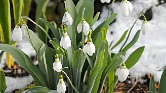 Весеннее обновление Повышение энергетики смотреть онлайн