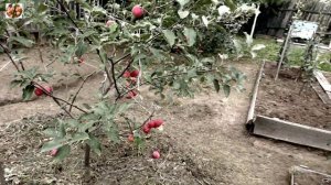 Обзор яблонь Компотная, Экранное и Уральское розовое.