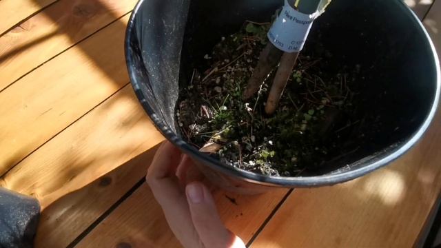 Обзор на Pinus parviflora 'Ogon-janome' из ин-т магазина Опт-хоз Сентябрь 2022 смотреть онлайн