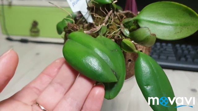 Распустился Бульбофиллум.Bulbophillum plumatum. смотреть онлайн