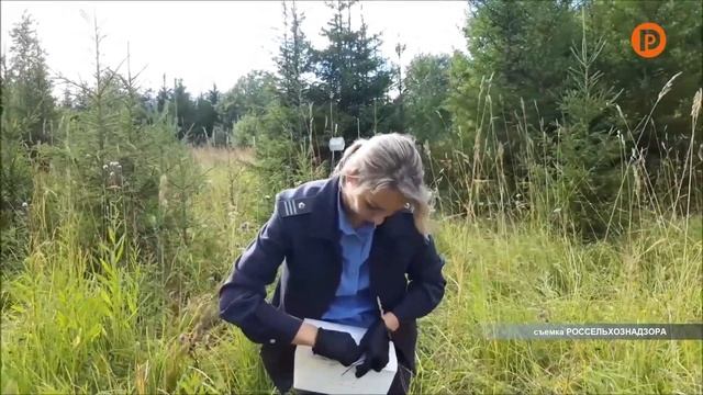 ОТРК Русь Сибирский шелкопряд смотреть онлайн