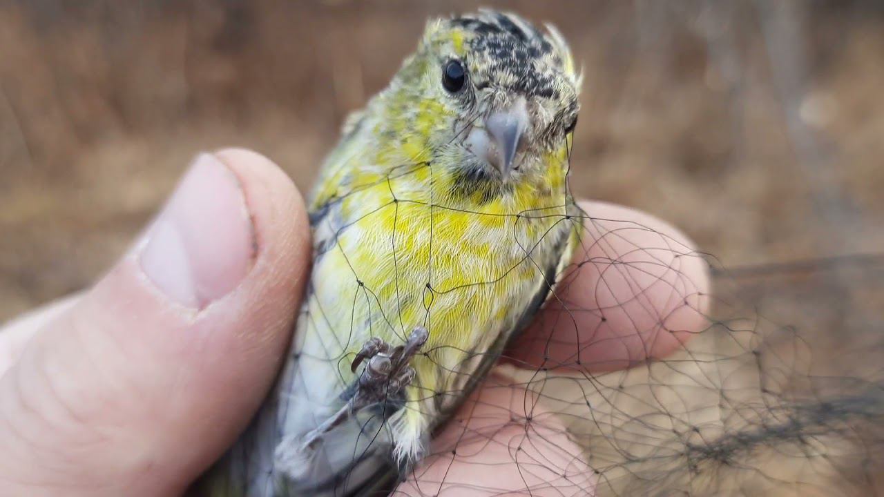 Ловля певчих птиц 17 октября 2021 год. смотреть онлайн