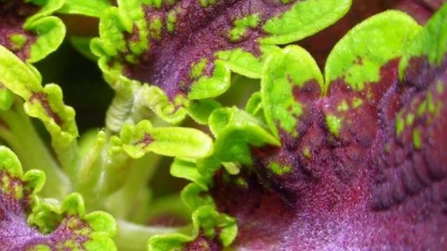 Колеус – приметы и суеверия. Можно ли держать колеус в доме?