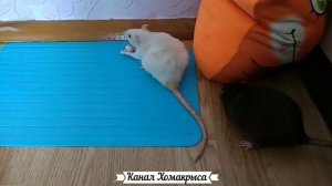 Крысы дерутся очень жёстко  Драка домашних крыс   Милые крыски  Видео про крыс  Крысы домашние виде