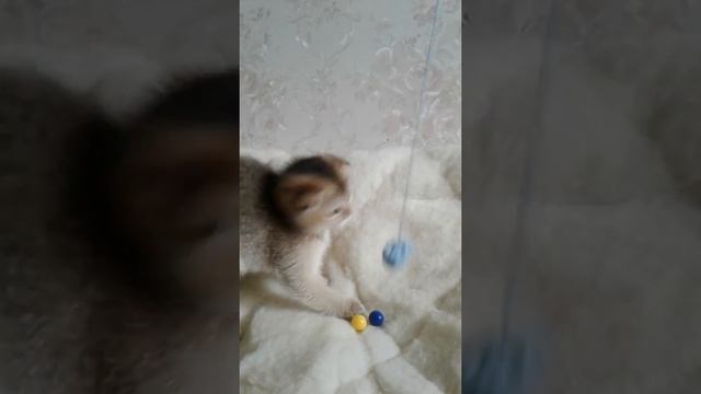 Котёнок - Золотая Шиншилла смотреть онлайн